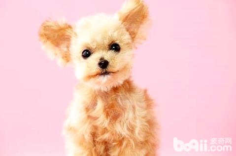 貴賓犬美容教程