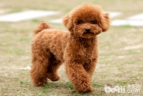 泰迪吃蛋黃有什么好處