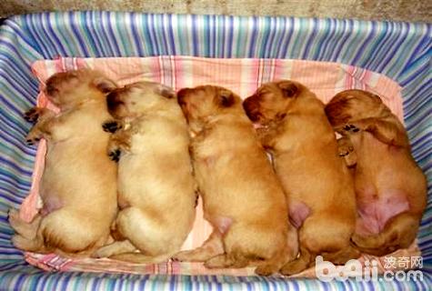 金毛幾個月開始認認主人