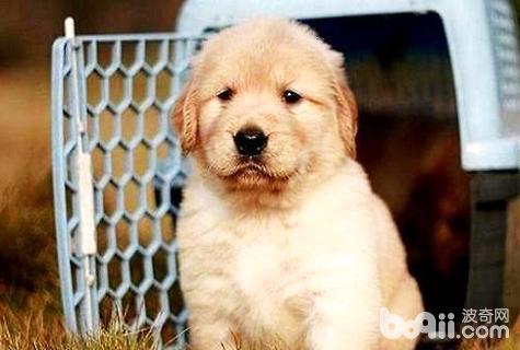 金毛幾個月開始認認主人